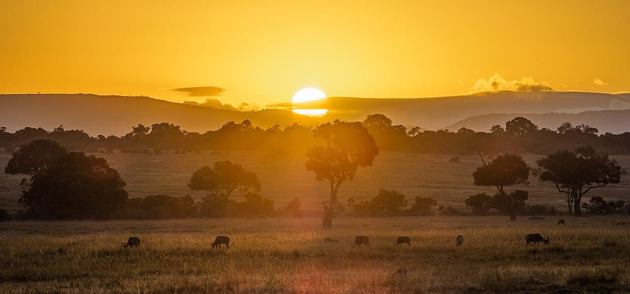 Golden sunset over the Maasai Mara savannah