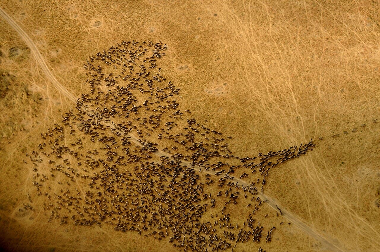 Aerial view of a large wildebeest herd in the Maasai Mara