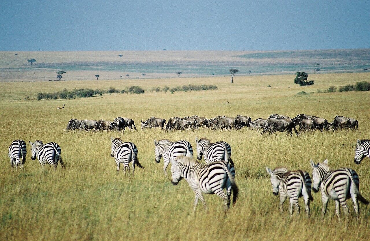 Zebras and wildebeest grazing across the Maasai Mara grasslands