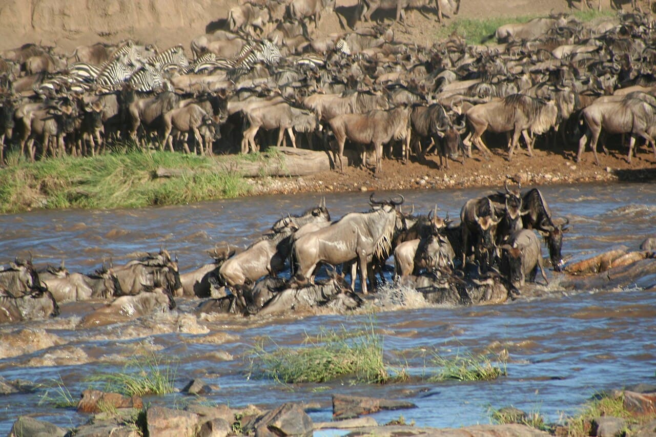 Wildebeest crossing a river during the Serengeti migration